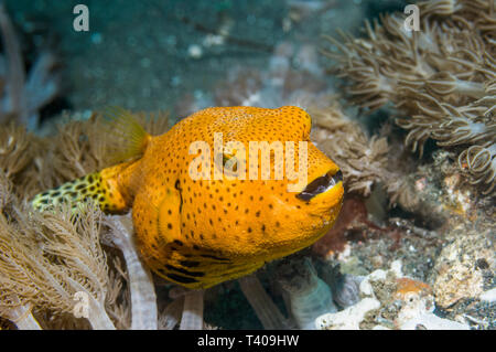 Star Puffer [Arothron stellatus].  Lembeh Strait, North Sulawesi, Indonesia.  Indo-West Pacific. Stock Photo