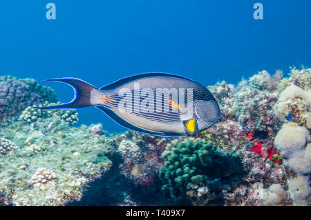 Sohal Surgeonfish [Acanthurus sohal].  Egypt, Red Sea.  Red Sea endemic. Stock Photo