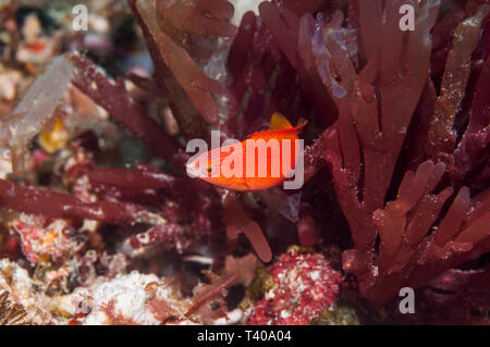 Small wrasse with algae [Halymenia sp.].  Puerto Galera, Philippines, Indo-West Pacific. Stock Photo