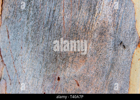 a closeup shoot to old wood shell texture. photo can be used as background or various texture. Stock Photo