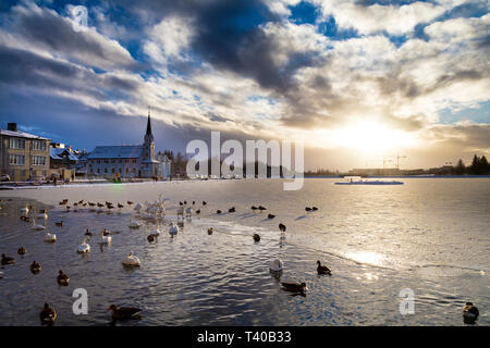 Ducks and swans swimming on an icy lake, Tjörnin pond with Fríkirkjan in the background at winter time in Reykjavik, Iceland Stock Photo