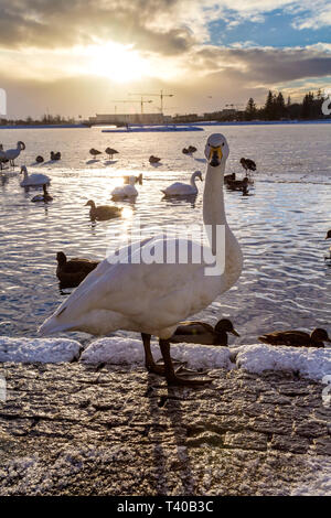 White swan at the Tjörnin pond at sunset in Reykjavik, Iceland Stock Photo