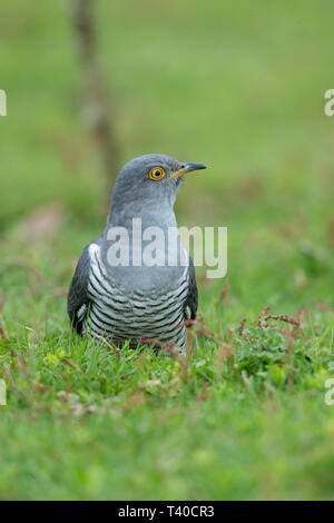 A Common cuckoo on the ground in spring Stock Photo - Alamy