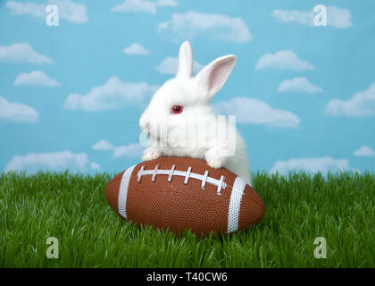 White albino baby bunny rabbit with a American football in green grass with blue sky background clouds. Stock Photo