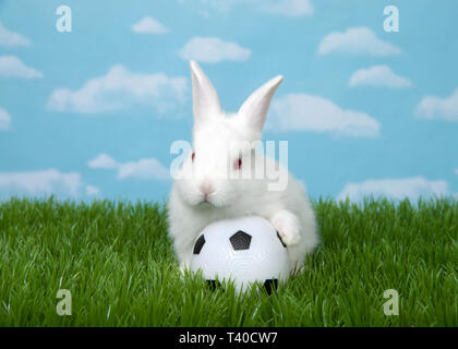 White albino baby bunnies with one paw on a soccer ball in green grass with blue sky background clouds. Stock Photo