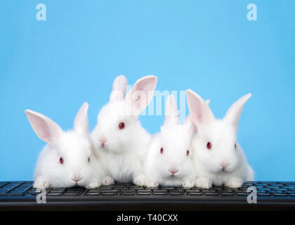 Four adorable white albino baby bunnies perched on a computer keyboard with blue background. Three looking at viewer, or monitor screen direction, one Stock Photo
