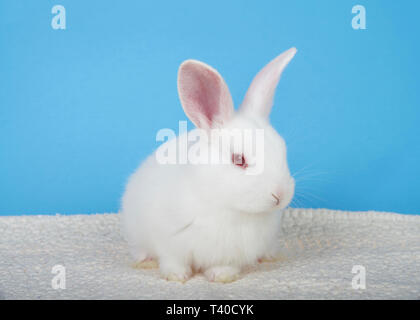 Adorable white albino baby bunny crouched down on sheepskin blanket with blue background looking to viewers right. An albino rabbit has a mutated gene Stock Photo