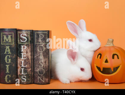 Two adorable white albino baby bunny next to magic, spells and poisons books sniffing a Jack-o-lantern on the other side. Orange background. Halloween Stock Photo