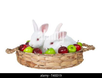 Two adorable baby albino white bunny rabbits sitting in a brown woven basket with miniature green and red apples. Autumn harvest scene, isolated on wh Stock Photo