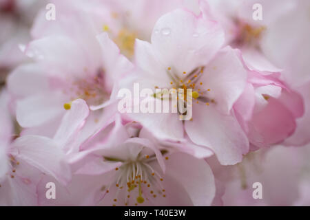 Cherry tree blossoms in spring - prunus rosaceae blossom closeup -flowering trees blooming with pink and white flowers - cherry tree blossom close up Stock Photo