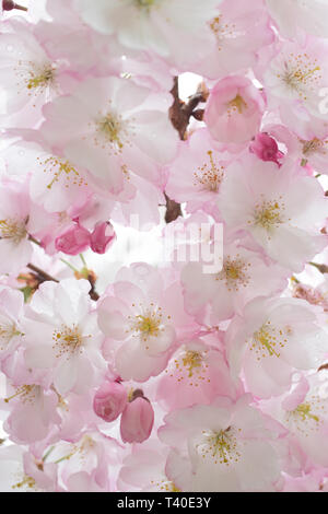 Cherry tree blossoms in spring - prunus rosaceae blossom closeup -flowering trees blooming with pink and white flowers - cherry tree blossom close up Stock Photo