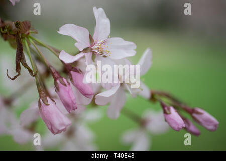 prunus takesimensis cherry tree blossoms and buds on a pedicel in spring - flowering trees blooming with pink and white flowers - cherry tree blossom Stock Photo