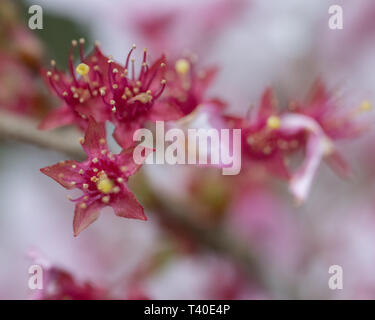 Flower sepal - Cherry tree blossom sepal in spring after cherry tree flower petals have fallen off - closeup of stamen pistil sepal and stigma Stock Photo