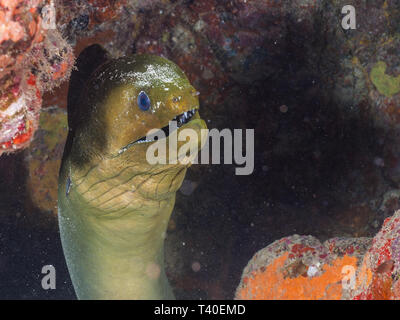 GREEN MORAY EEL in Coral Reef underwater Caribbean Sea Stock Photo