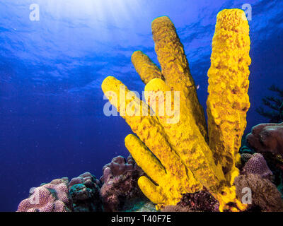 tube sponge -los roques venezuela Stock Photo