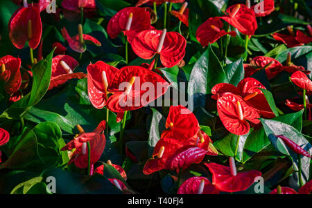 Red anthurium flowes ( tailflower, flamingo flower, laceleaf ) with green leaves. Beautiful vibrant colourful tropical flower palnt nature texture bac Stock Photo