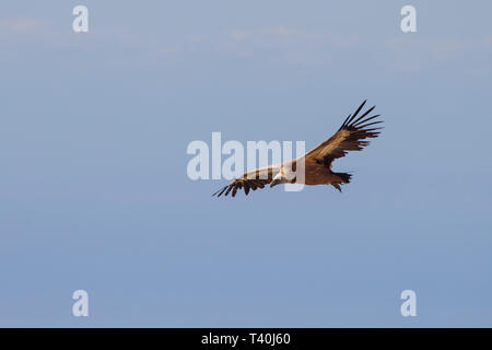 Gaensegeier, Gyps fulvus, griffon vulture Stock Photo