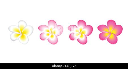 plumeria frangipani flower blossom white and pink set isolated on white background vector illustration EPS10 Stock Vector