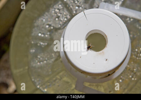Fly sitting on an old plastic bottle filled with water Stock Photo
