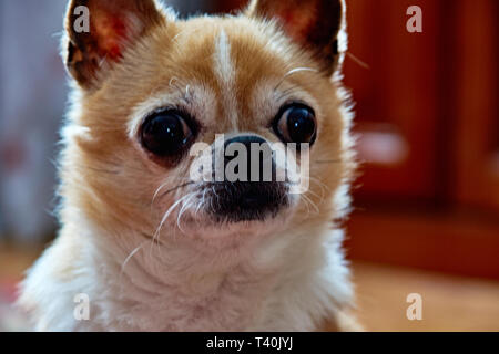 Profile of the dog on a black background. A dog of the Chihuahua breed. Smooth-haired, red. He looks to the left. You can see the head, ears, eyes Stock Photo