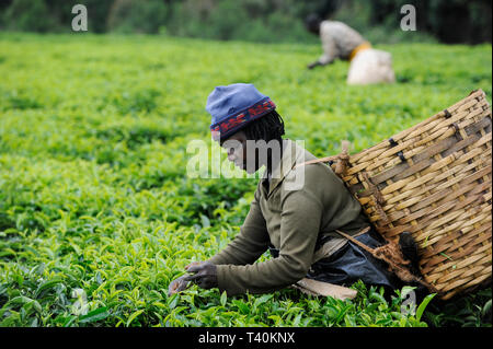 KENYA Limuru, Tigoni,  tea harvest, women pluck green tea leaves in tea garden / KENIA, Tee Ernte, Frauen pfluecken die Teeblaetter Stock Photo