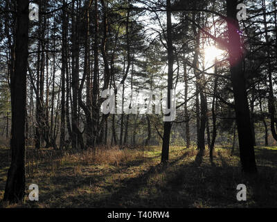 Beautiful forest landscape. The sun shines through the trees in the spruce forest. Stock Photo