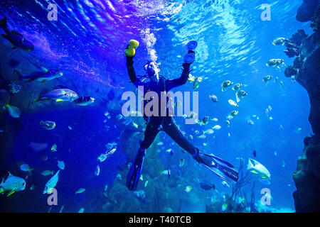 A diver uses a sucker and a sponge to clean the glass on the inside of the Great Barrier Reef tank in the National Marine Aquarium in Coxside, Plymouth. Regular cleaning is essential to prevent the build up of algae in the largest aquarium in the UK where staff look after over 4,000 animals. Stock Photo