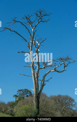 dead tree Stock Photo