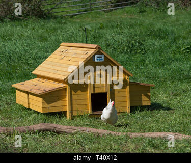 chicken coop with door on timer Stock Photo