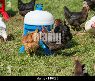 chickens free range with water drinker Stock Photo