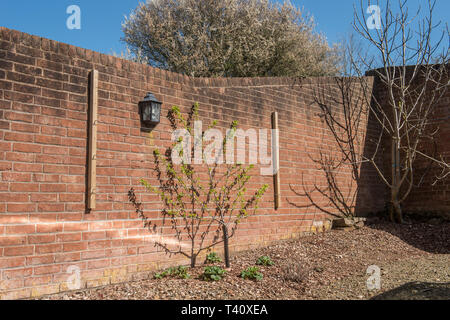 fruit trees being trained on a wall Stock Photo
