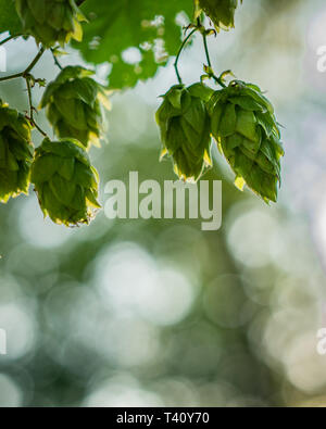 fresh organic brewers hops for making home brew beer Stock Photo