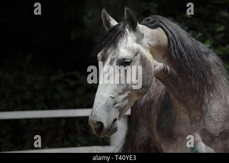 Grey dappled PRE horse summer dark woods portrait Stock Photo