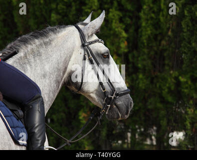 Grey dappled PRE horse summer dark woods portrait Stock Photo