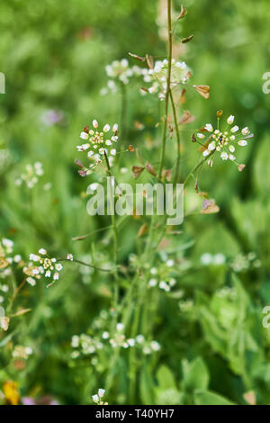 plant shepherds purse, Capsella bursa-pastoris, on a meadow Stock Photo