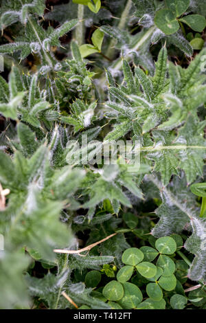 Close-up selective shallow focus on thistle weeds growing on meadow, dangerous spikes, greenery background, photo taken in moody spring day Stock Photo