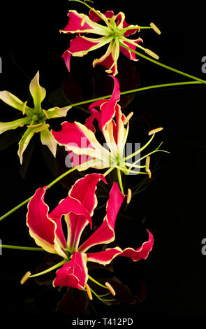 Gloriosa Lillies Stock Photo