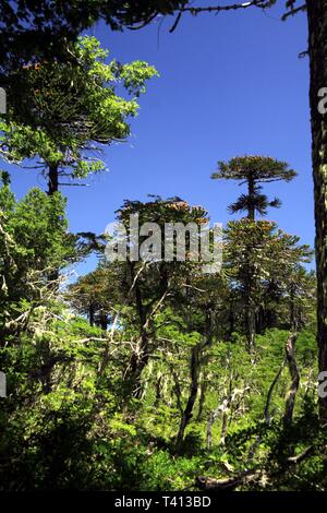 Green araucaria araucana pine trees in Conguillio NP in central Chile against deep blue cloudless sky Stock Photo