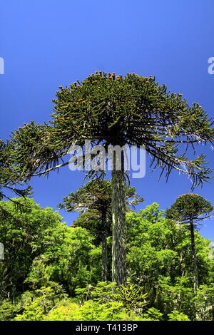 Green araucaria araucana pine trees in Conguillio NP in central Chile against deep blue cloudless sky Stock Photo