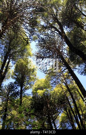 Green araucaria araucana pine trees in Conguillio NP in central Chile against deep blue cloudless sky Stock Photo