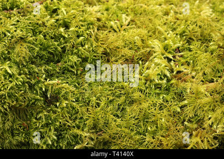 Green Mossy Texture Stock Photo
