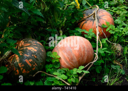 Pumpkin plant. Ripe vegetables marrow growing on bush. Harvesting time. Selective focus Stock Photo