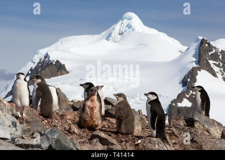 Chinstrap Penguin, Pygoscelis antarcticus on Half Moon Island, looking towards the peaks on Livingston Island, South Shetland Islands, Antarctica. Stock Photo