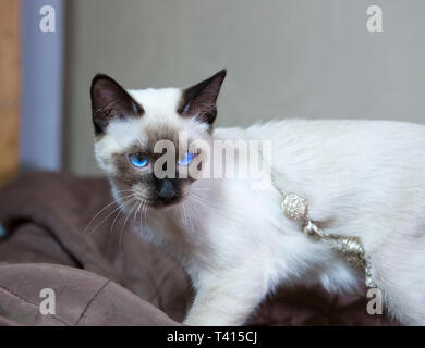 Kitten Short Haired Color Seal Point Stock Photo 243430030 Alamy