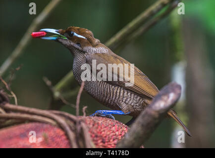 Portrait of a female Vogelkop bowerbird, Arfak mountains, West Papua, Indonesia Stock Photo