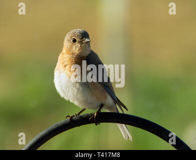 Beautiful female Eastern Bluebird sitting on a shepherd's hook in early morning sun Stock Photo