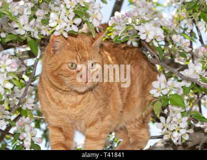 Ginger tabby cat on an adventure in a flowering apple tree in spring, surrounded by blooms Stock Photo
