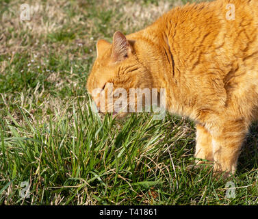Ginger tabby cat eating grass outdoors, to induce vomit and get hairballs out of his stomach Stock Photo