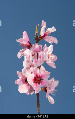 Beautiful pink Peach blooms contrasted against deep blue spring sky Stock Photo