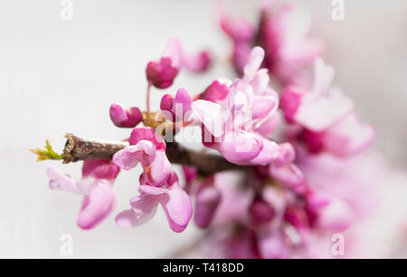 Closeup of delicate pink flowers of Eastern Redbud tree in spring Stock Photo